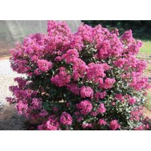 Лагерстроэмия Lagerstroemia Coral Filli